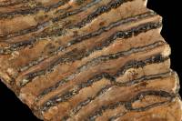 Crêtes d'émail sur dent fossilisée de Mammouth (Mammutus primigenius, Pléistocène, -50 000 ans, Mer du Nord)
